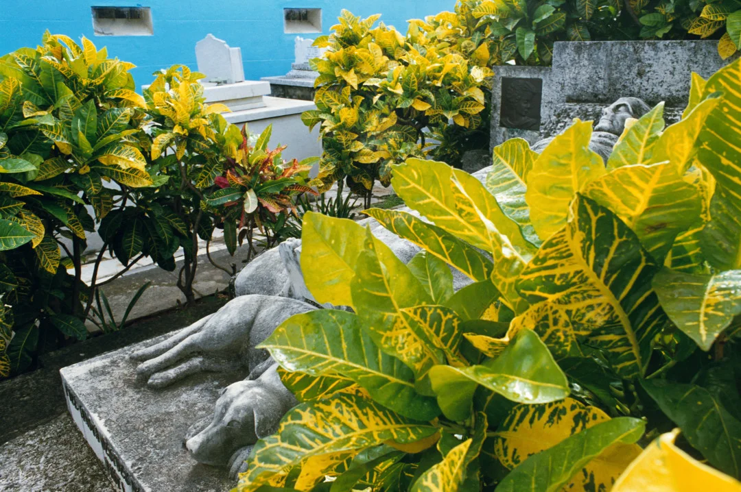 REBECCA NORRIS WEBB, Havana, Cuba, 2007