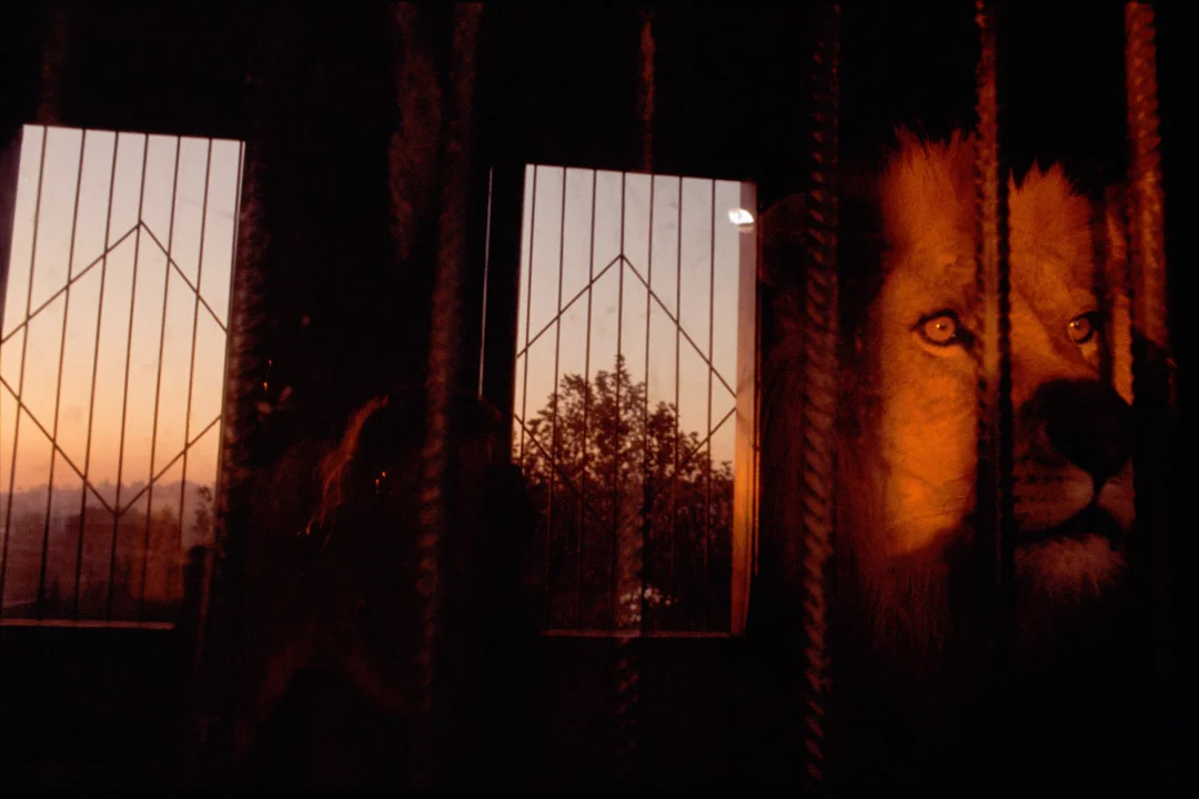 REBECCA NORRIS WEBB, Istanbul, Turkey, 2003