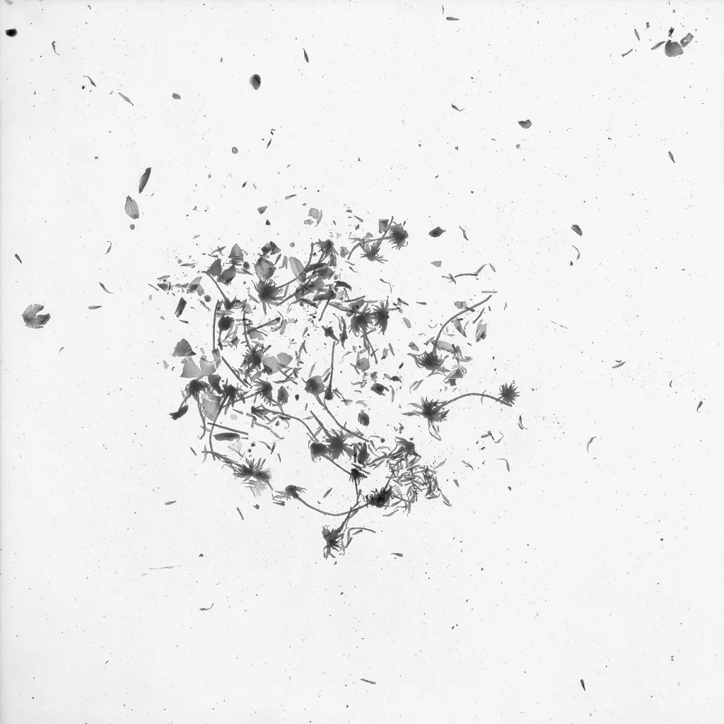 GOHAR DASHTI, Still Life No. 9 , 2017