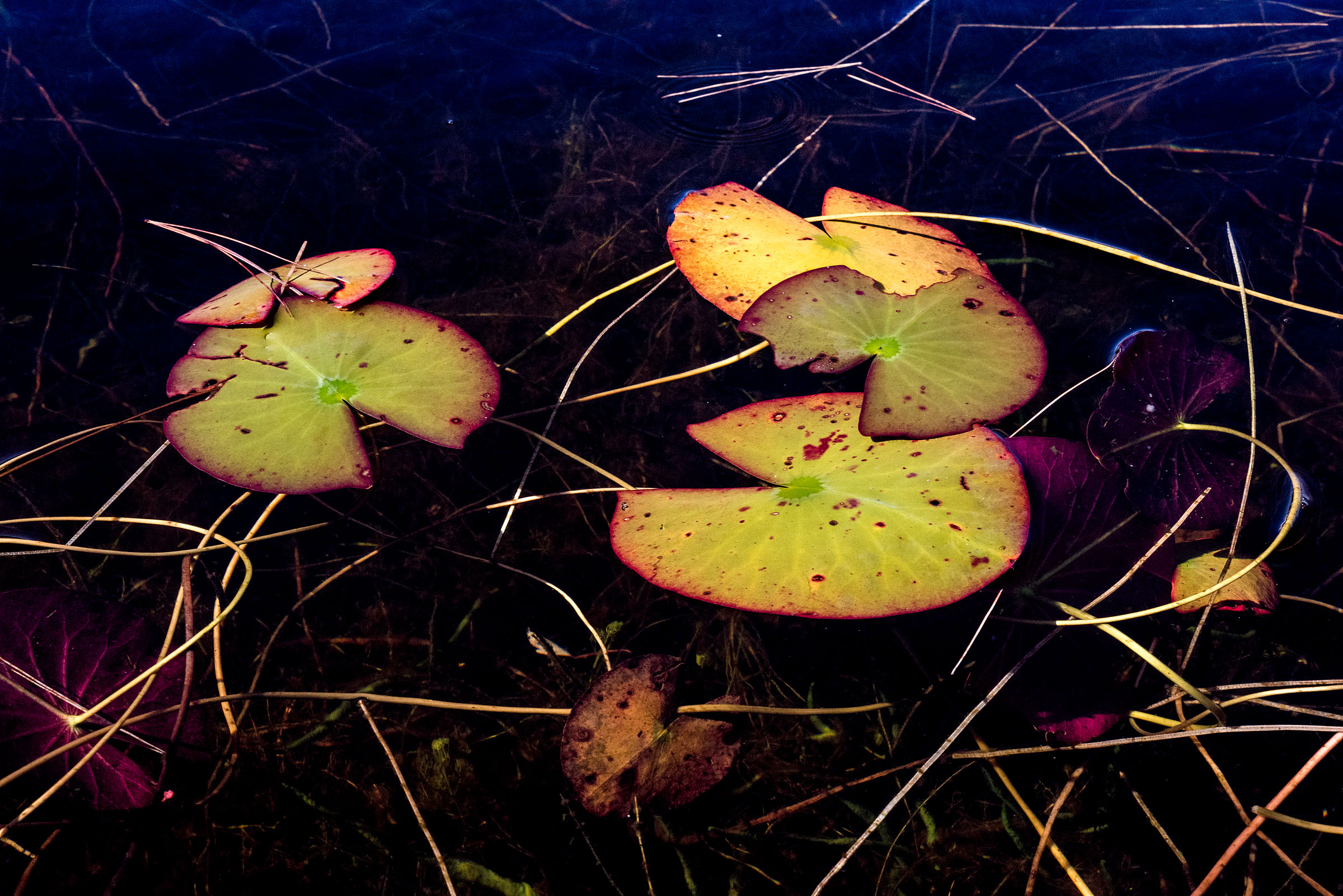 sage_immersed_20181029_16.jpg