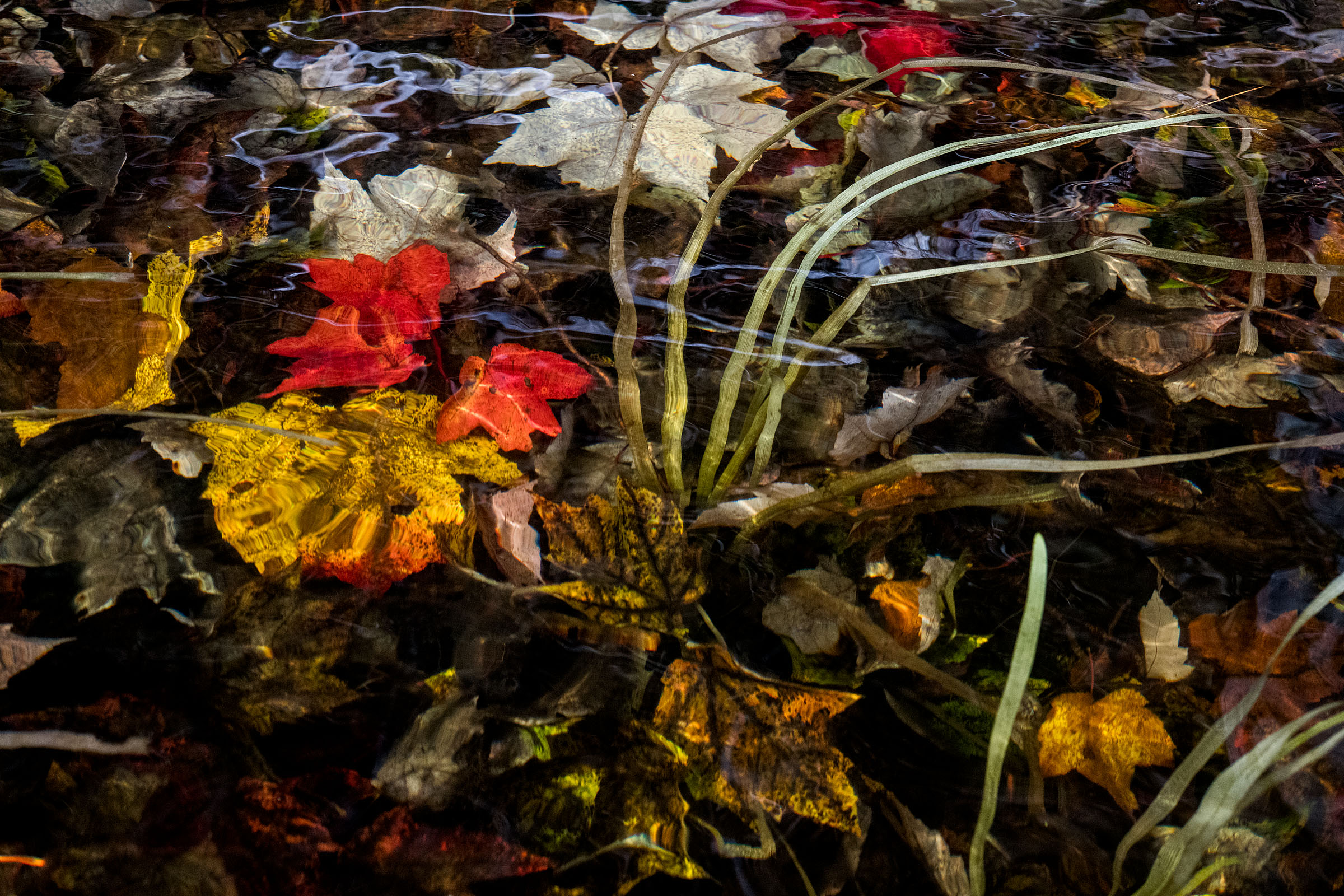 sage_immersed_20181029_26.jpg
