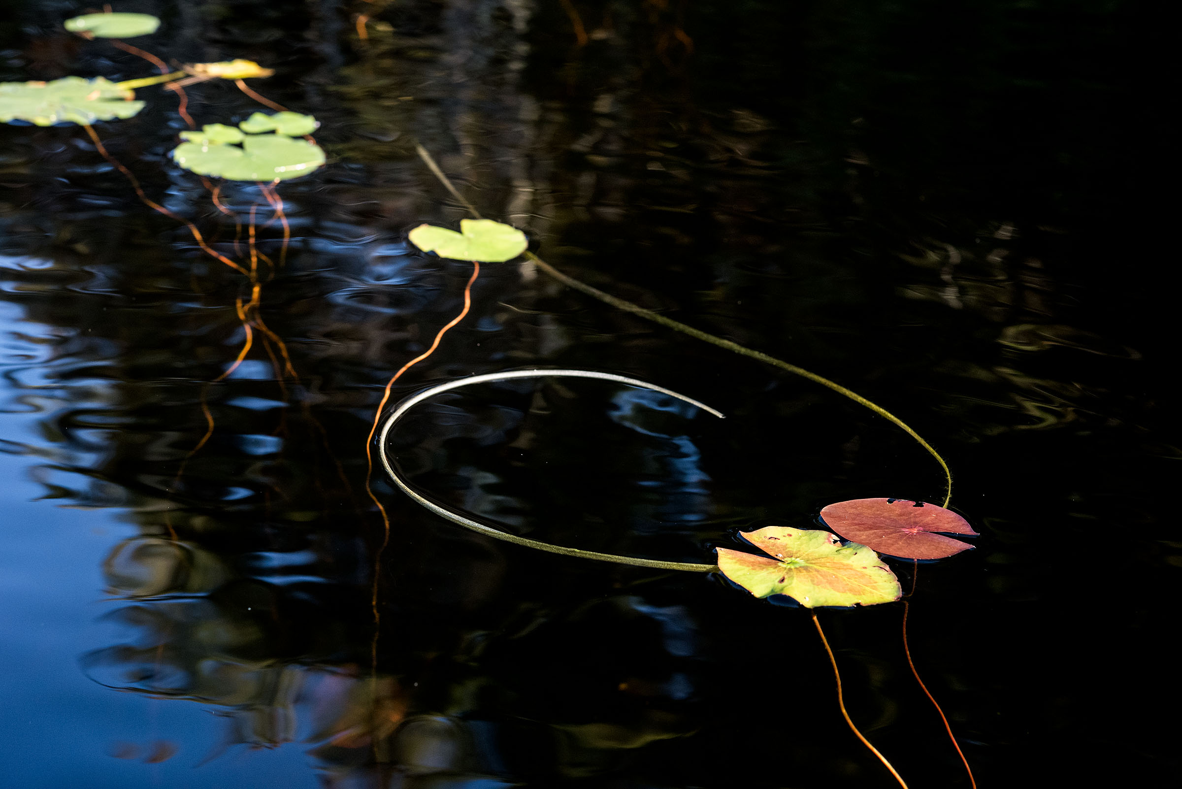 sage_immersed_20181029_38.jpg