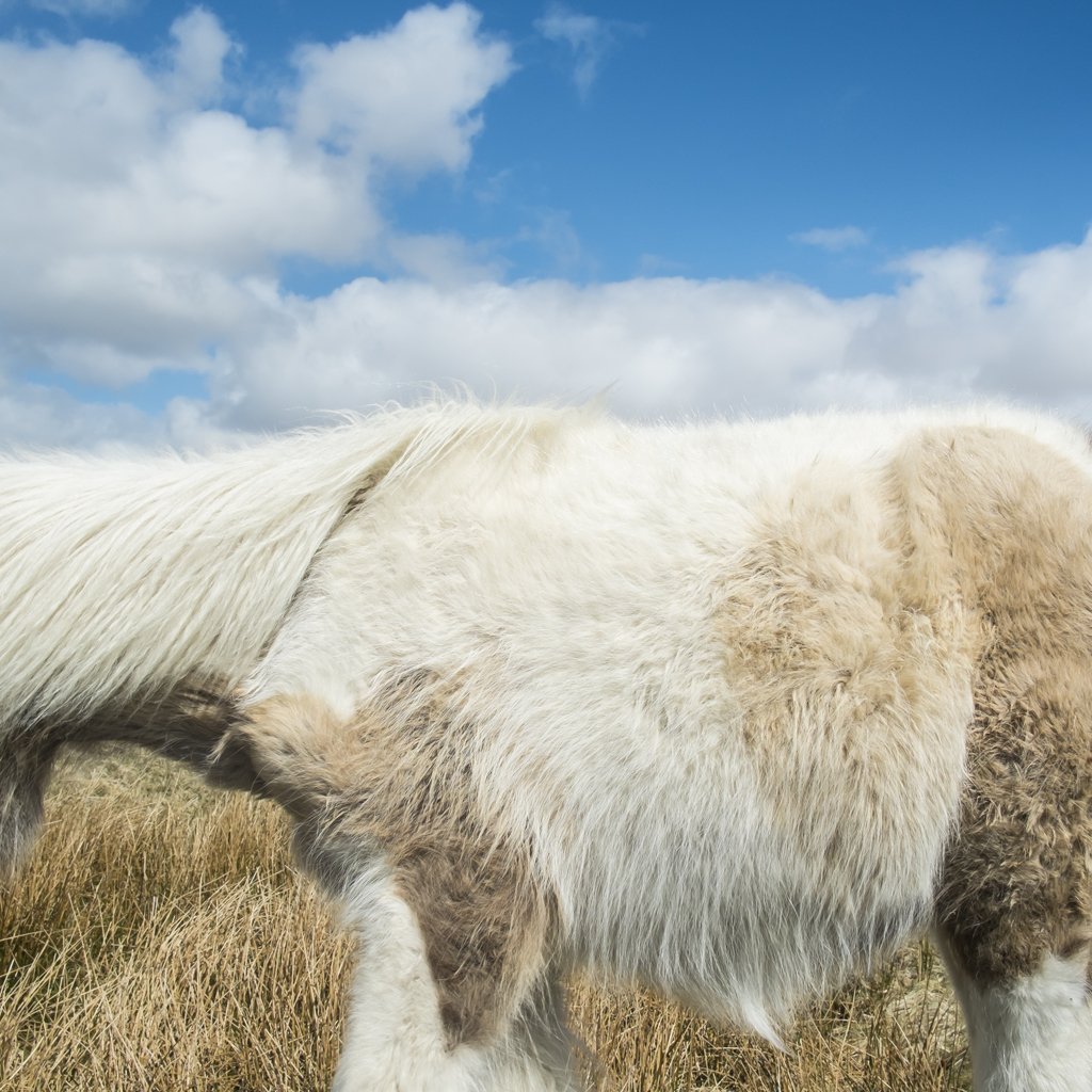 CIG HARVEY, Dartmoor Pony , 2013