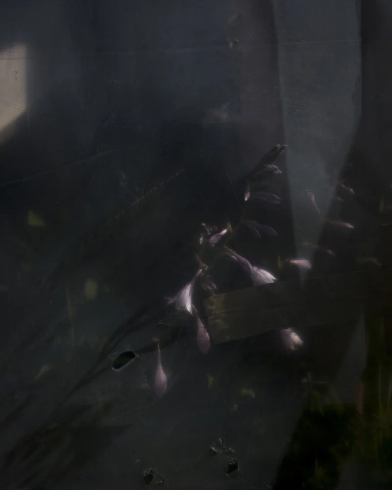 CIG HARVEY, Wild Orchids, 2018