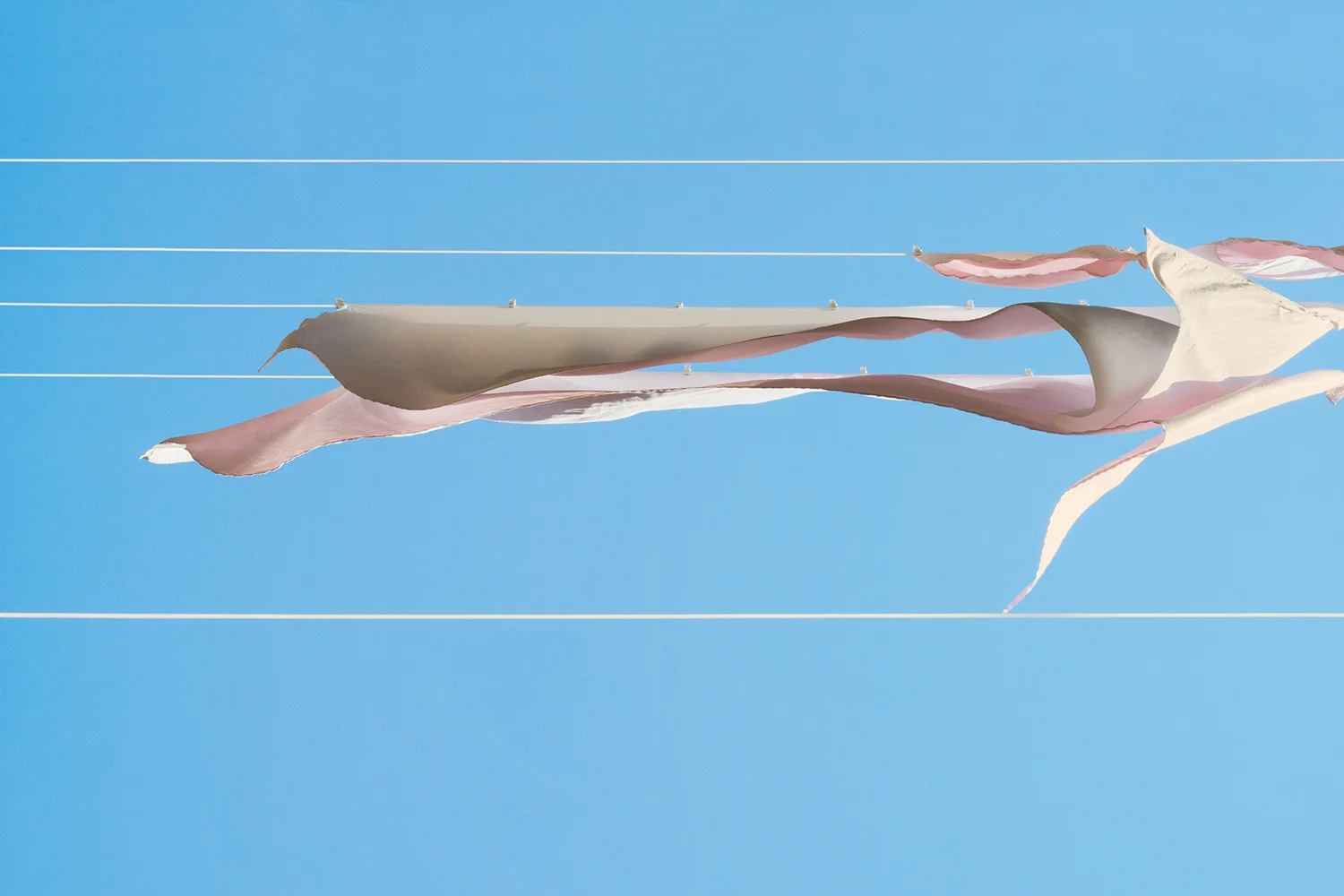 SALLY GALL, Zephyr, 2015