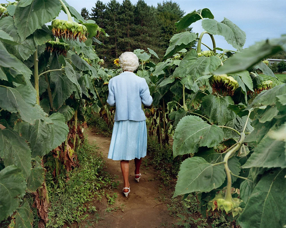 SHERON RUPP, Trudy in Annie's Sunflower Maze, Amherst, Massachusetts , 1983-2008