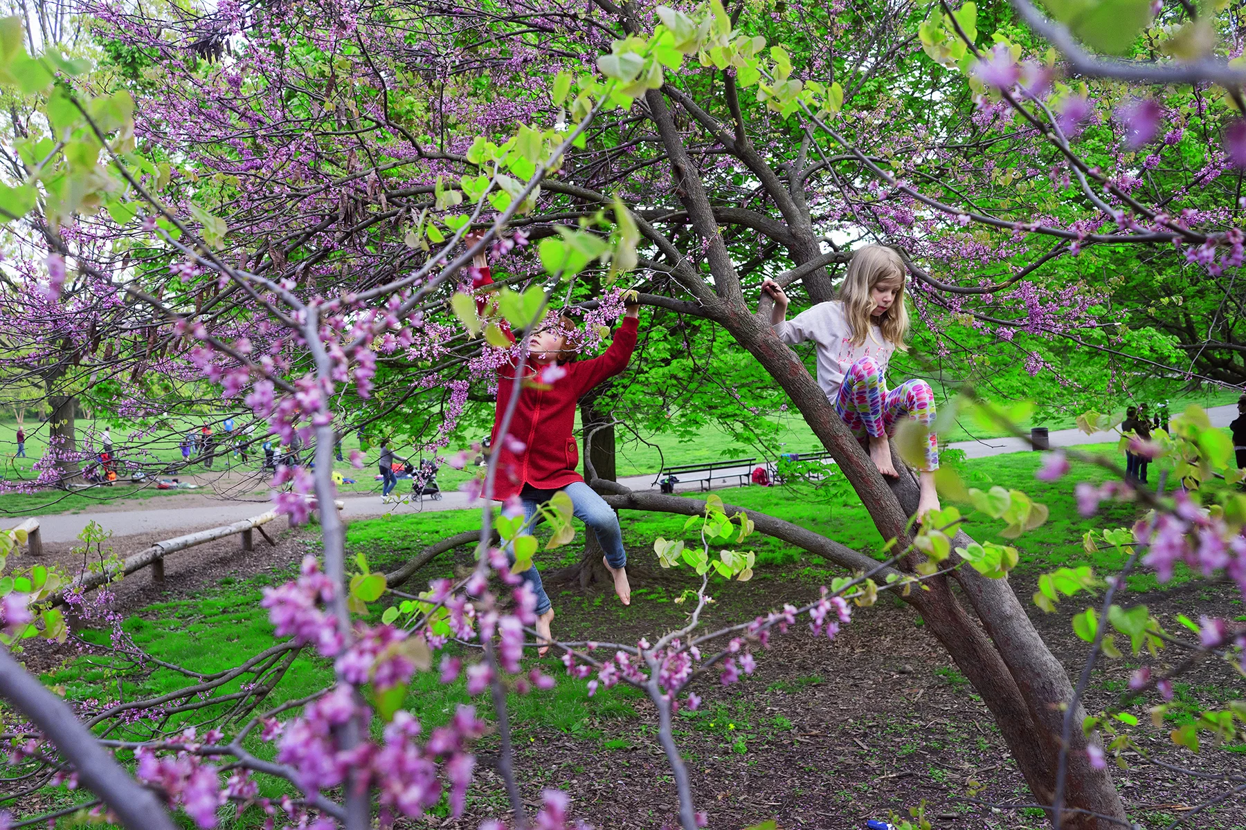 REBECCA NORRIS WEBB, Redbud , 2017