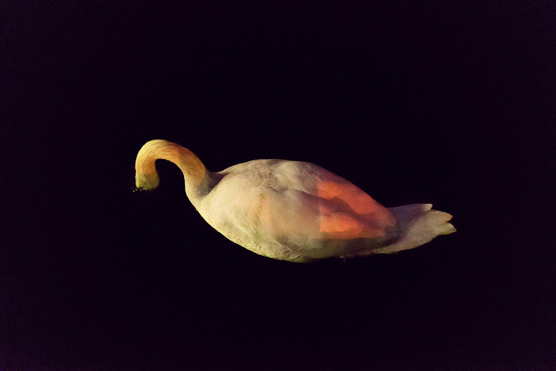 REBECCA NORRIS WEBB, Mute Swan , 2016 (from the series Brooklyn: The City Within )