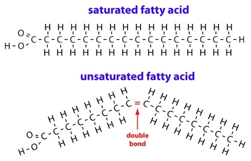 fat diagram.jpg