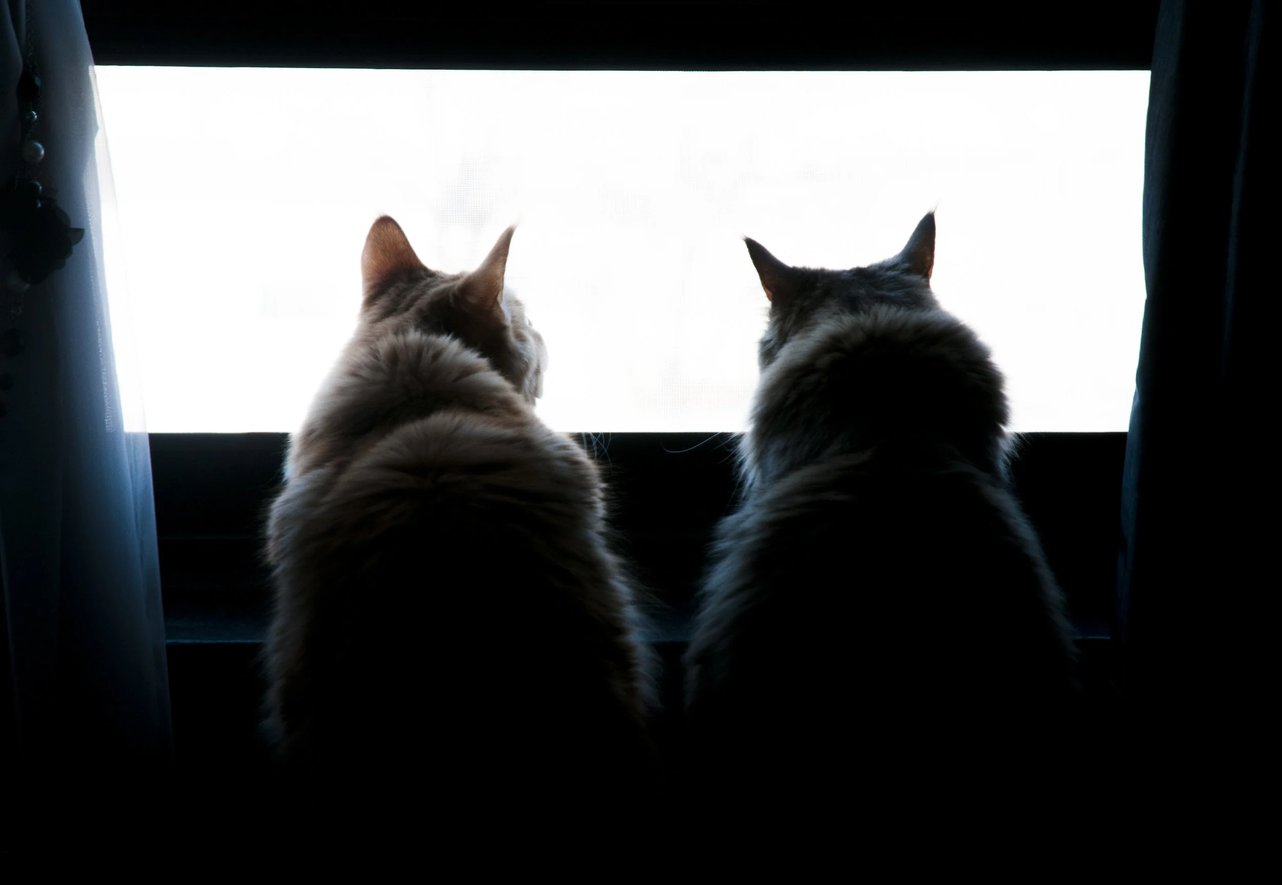 Kittens-031316_5.JPG
