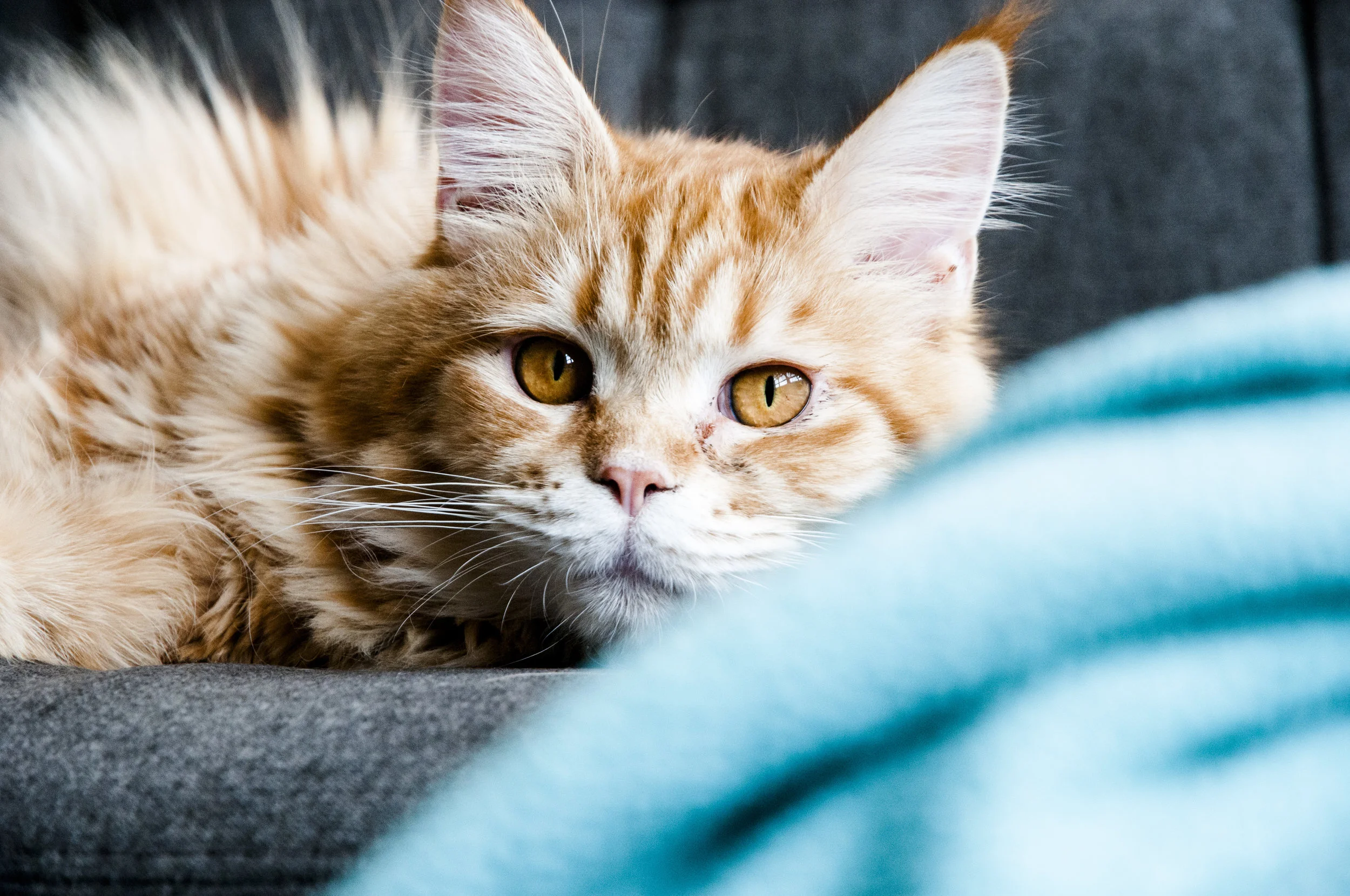 Kittens-031316_10.JPG