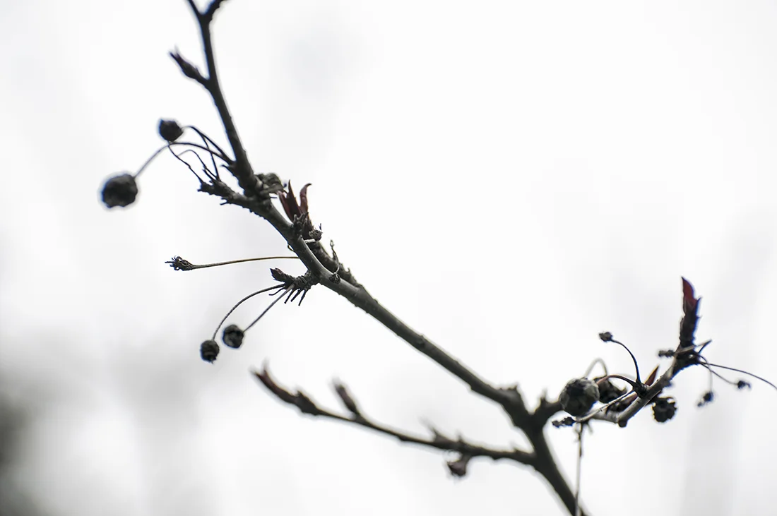 Branch_BW.JPG