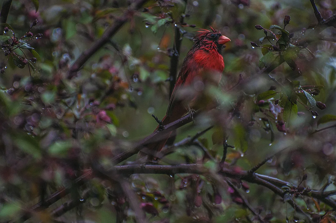 Cardinal.jpg