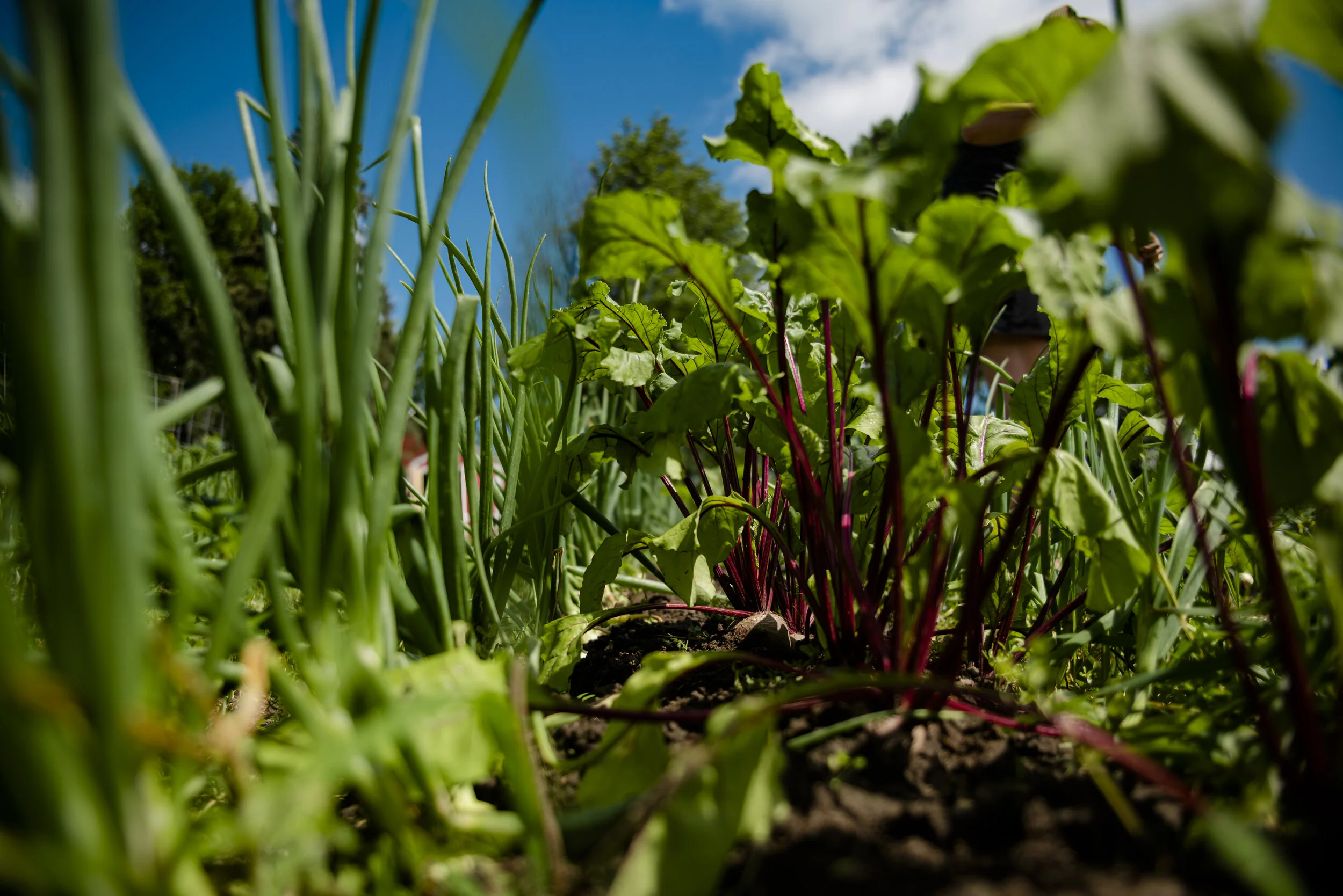 HabermanGarden_2019_47.JPG