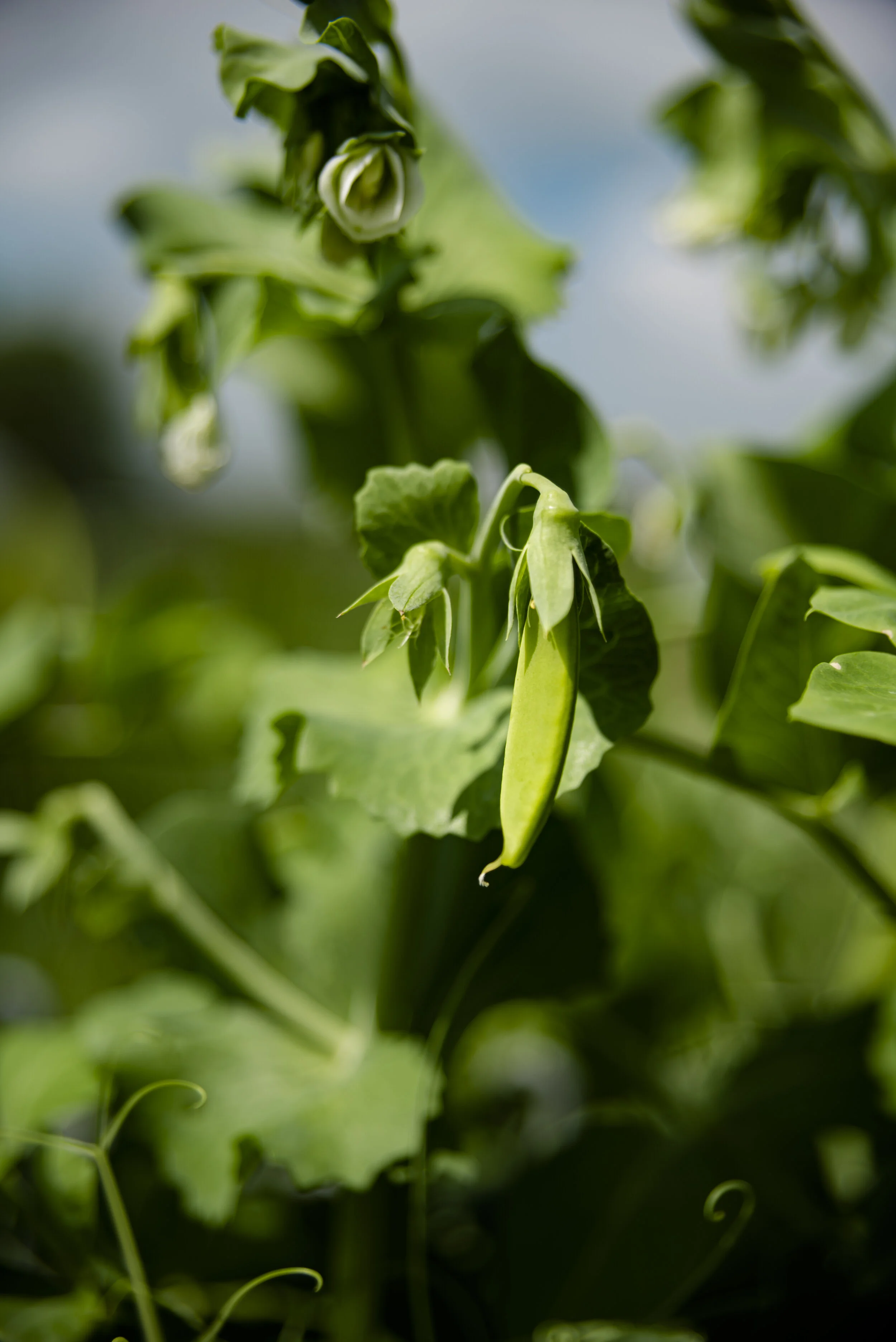 HabermanGarden_2019_54.JPG