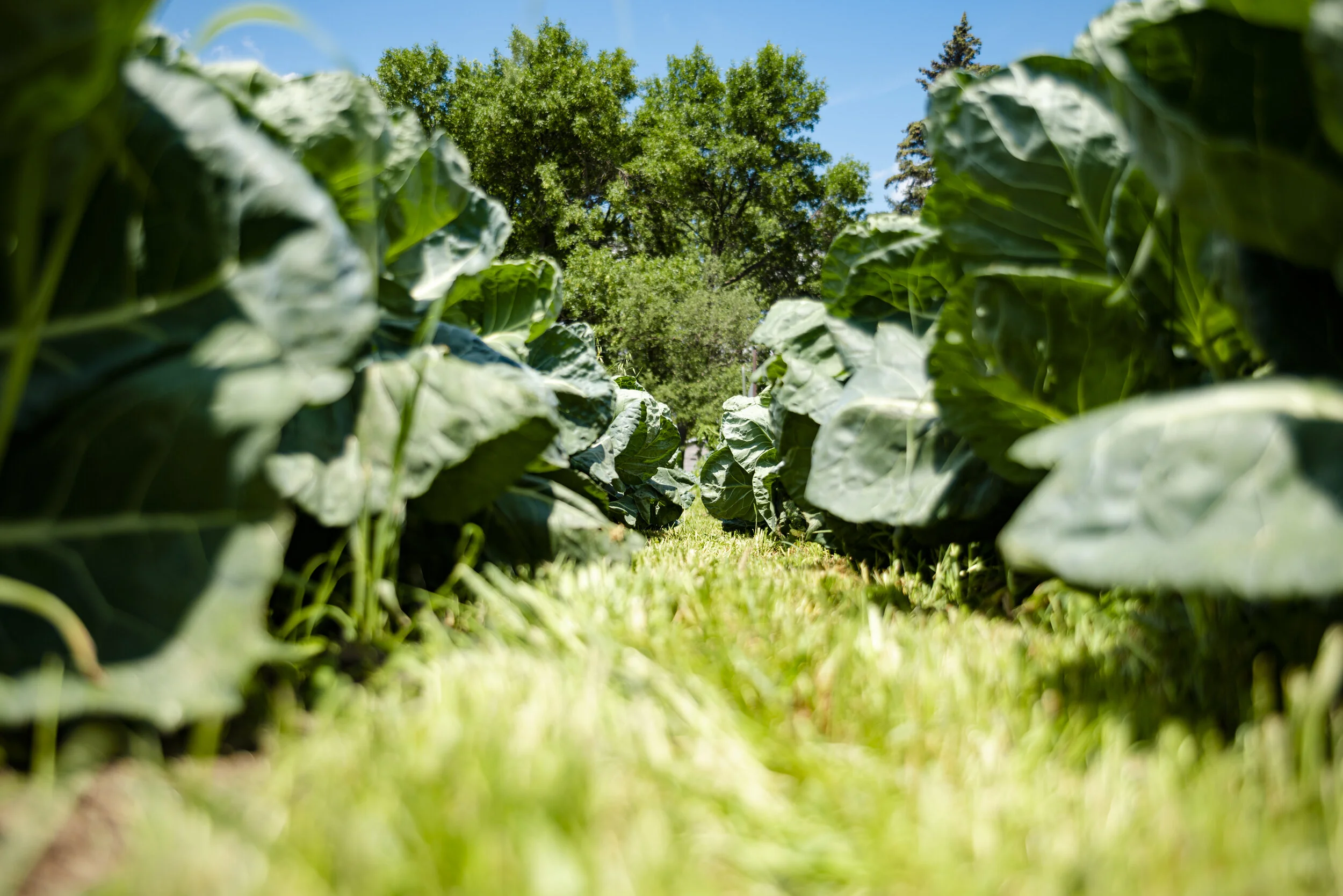 HabermanGarden_2019_124.JPG
