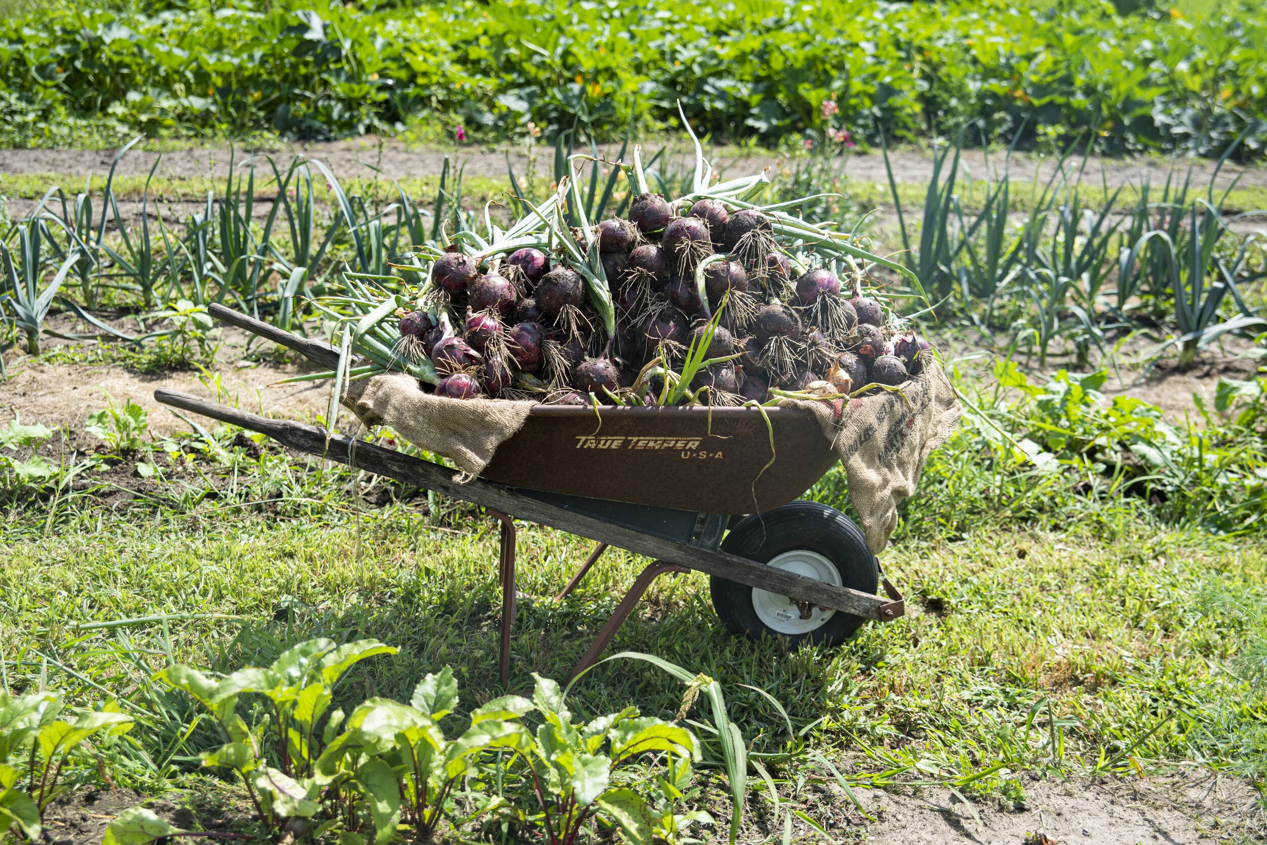 HabermanGarden_2019_214.JPG