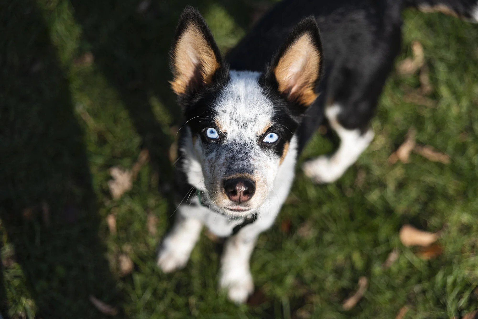 Puppies_NOV2019_8.JPG