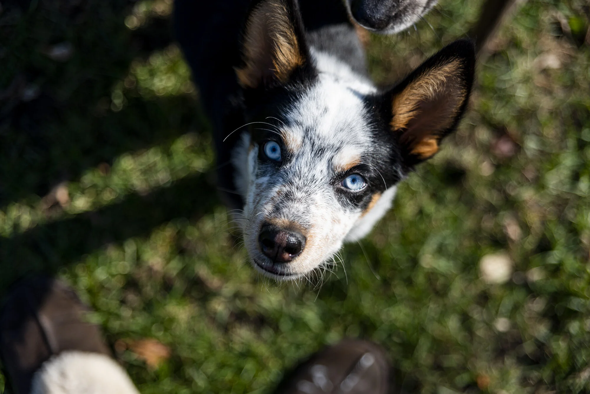 Puppies_NOV2019_11.JPG
