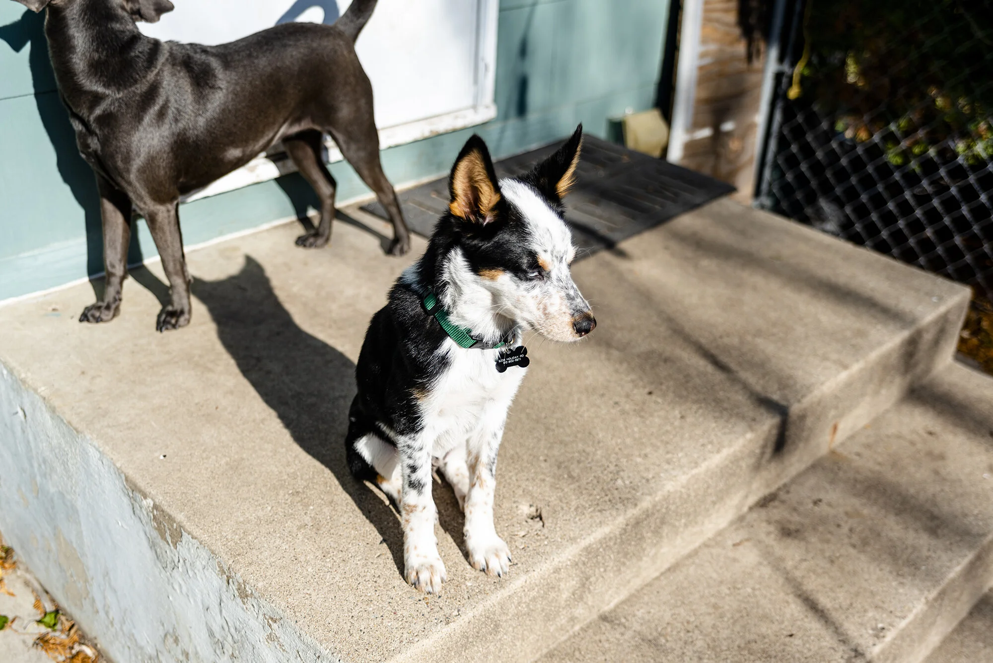 Puppies_NOV2019.JPG