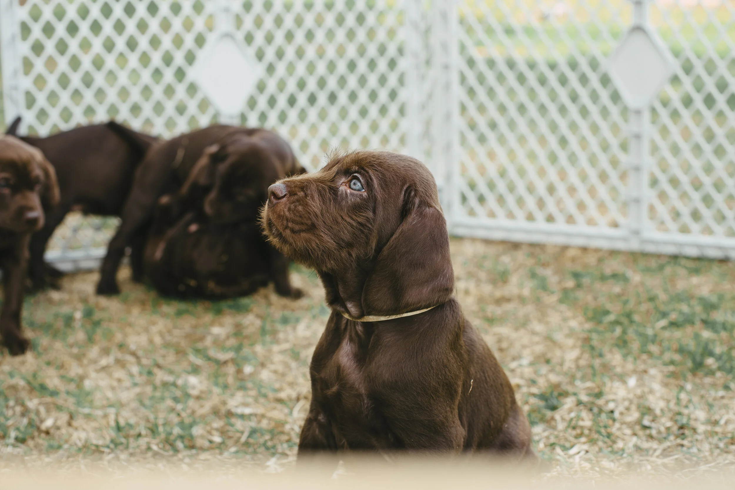 Meke_Litter#2_84.JPG