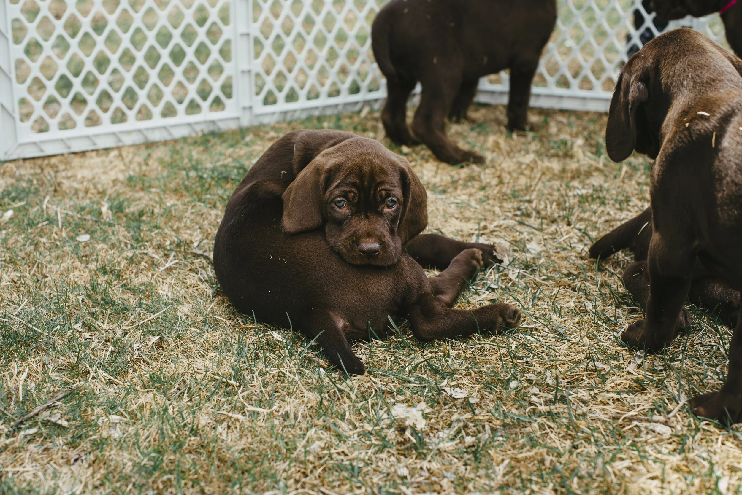 Meke_Litter#2_90.JPG