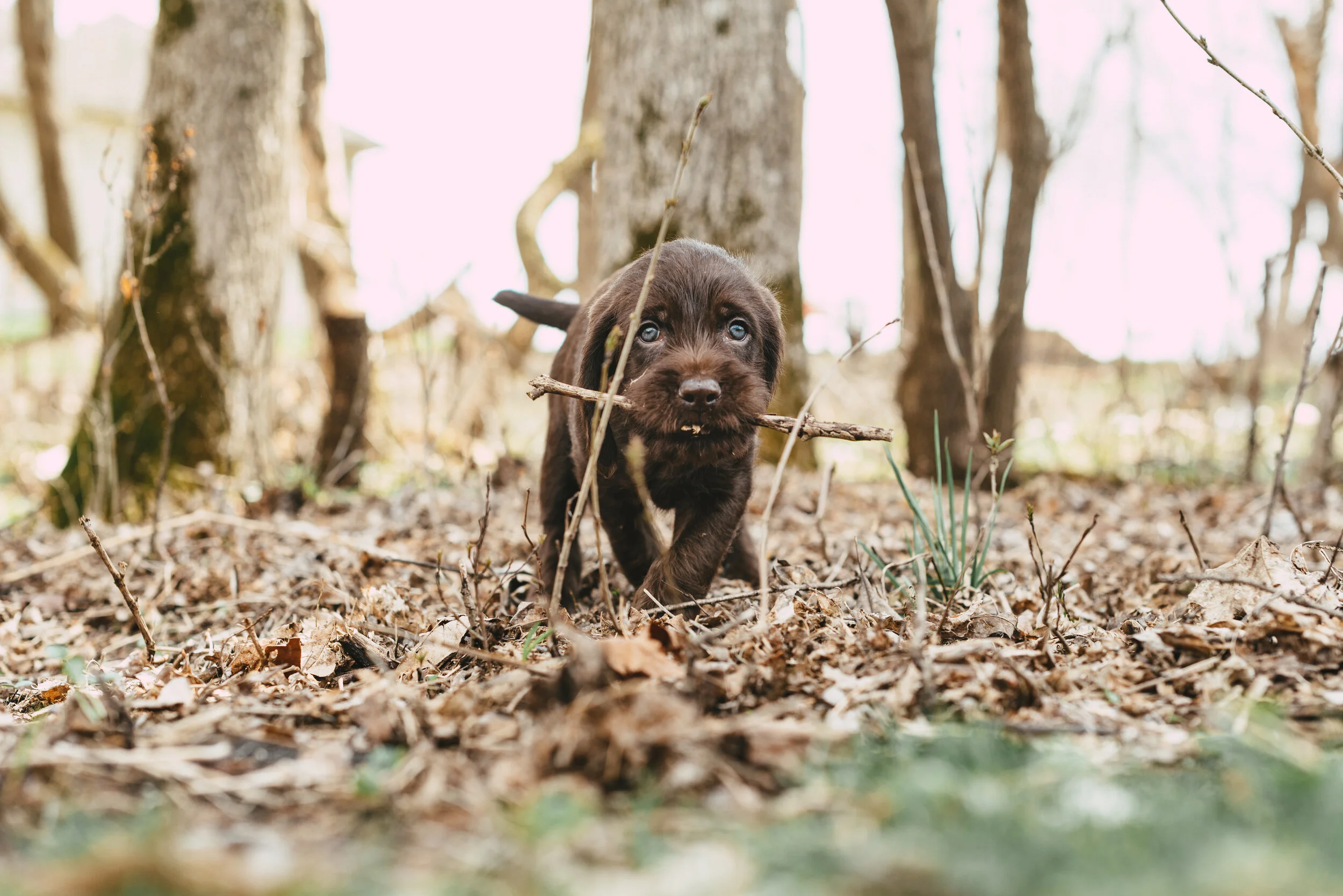 Meke_Litter#2_99.JPG