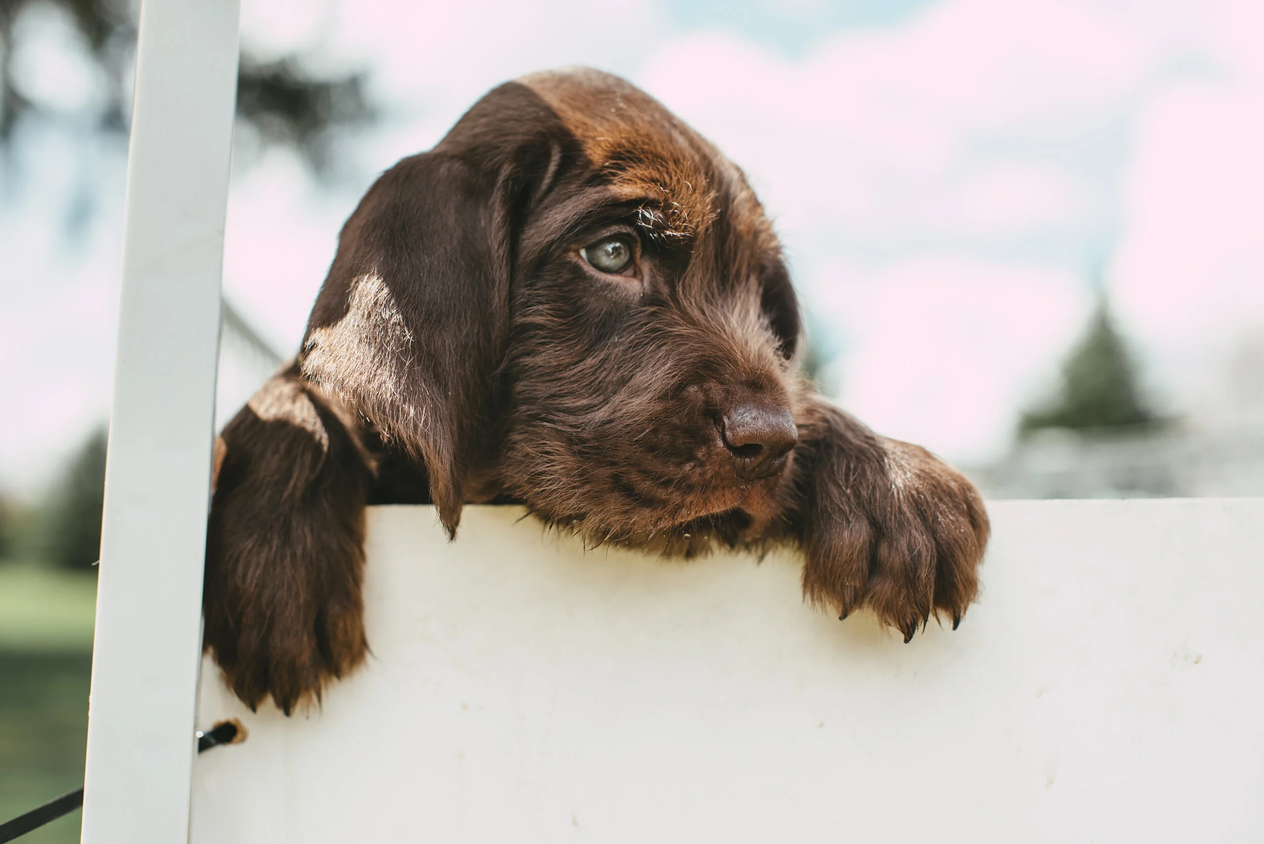 Meke_Litter#2_10.JPG