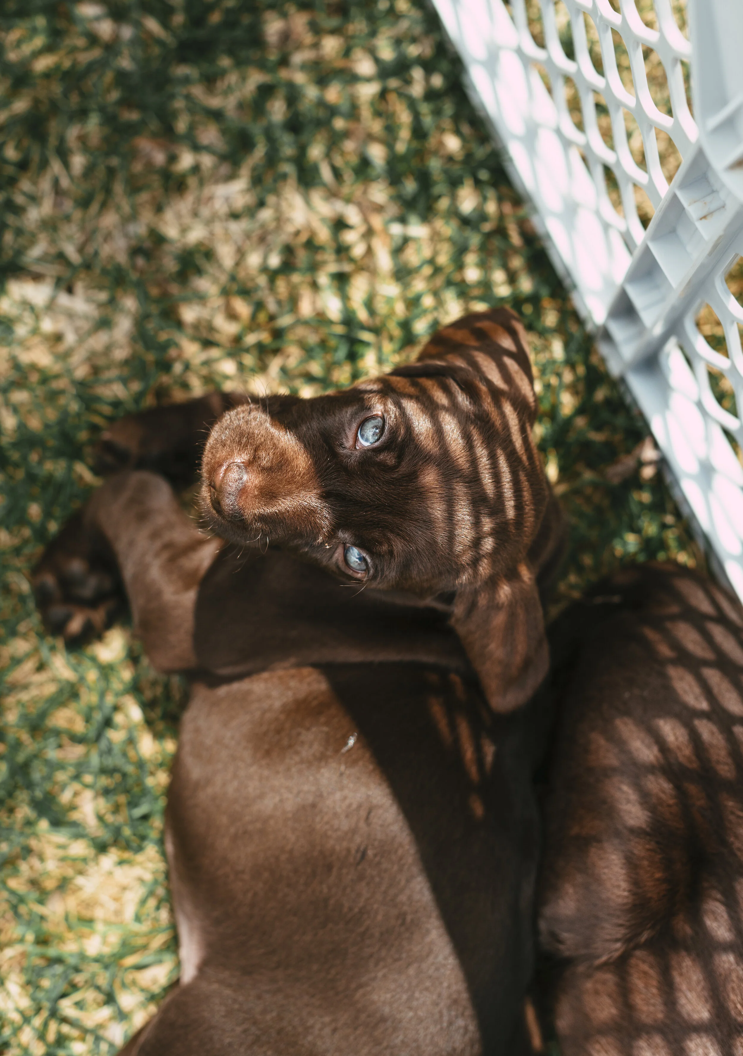 Meke_Litter#2_28.JPG