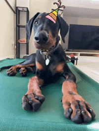 Today is Zumi's 1st birthday!🐶🎉🐶🎉