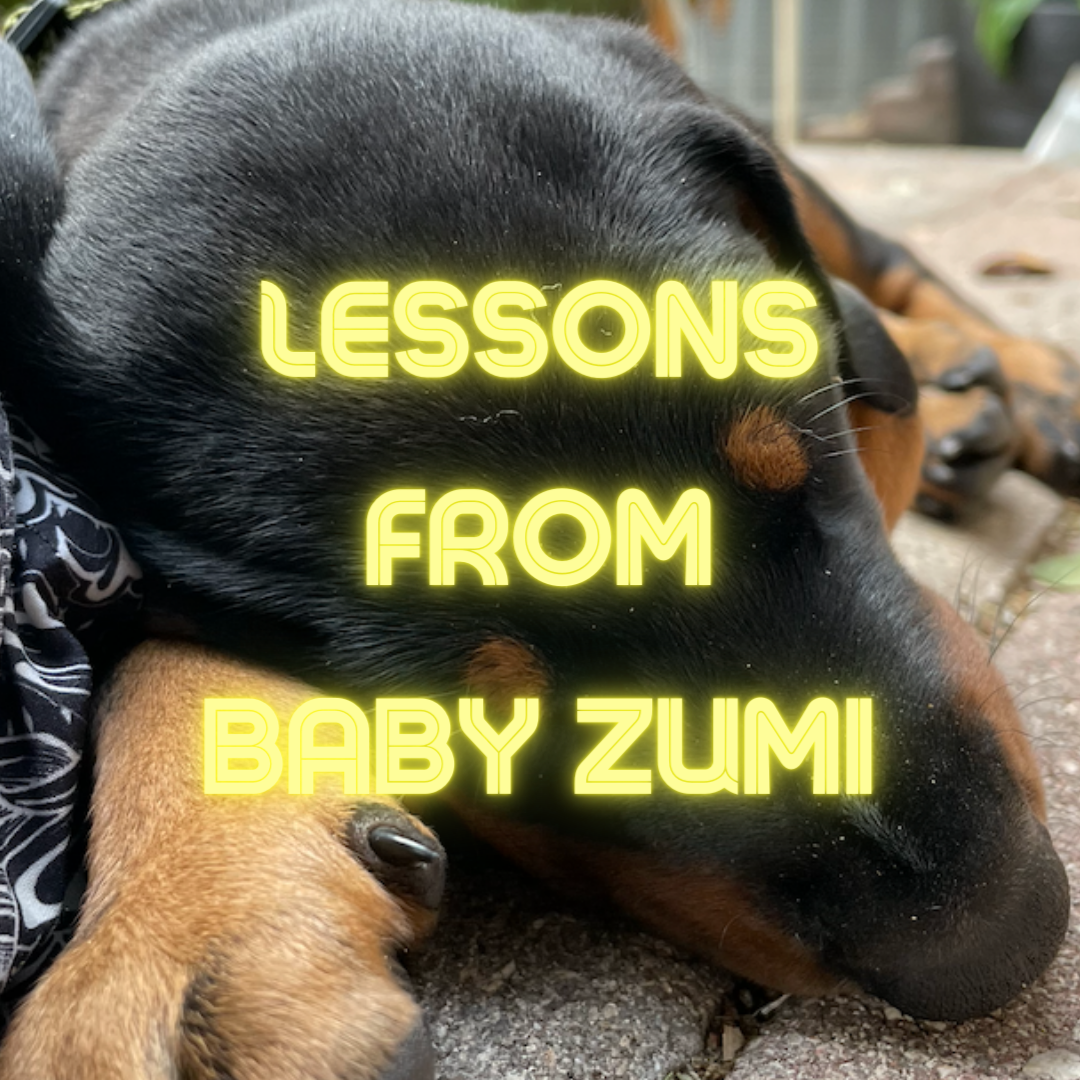 a lesson from baby Zumi