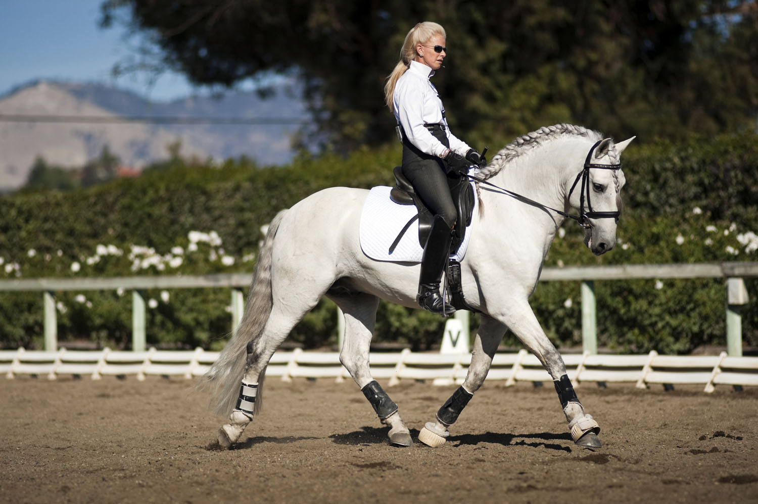 Xadrez Do Ratiro, Lusitano Stallion, imported from Brazil.