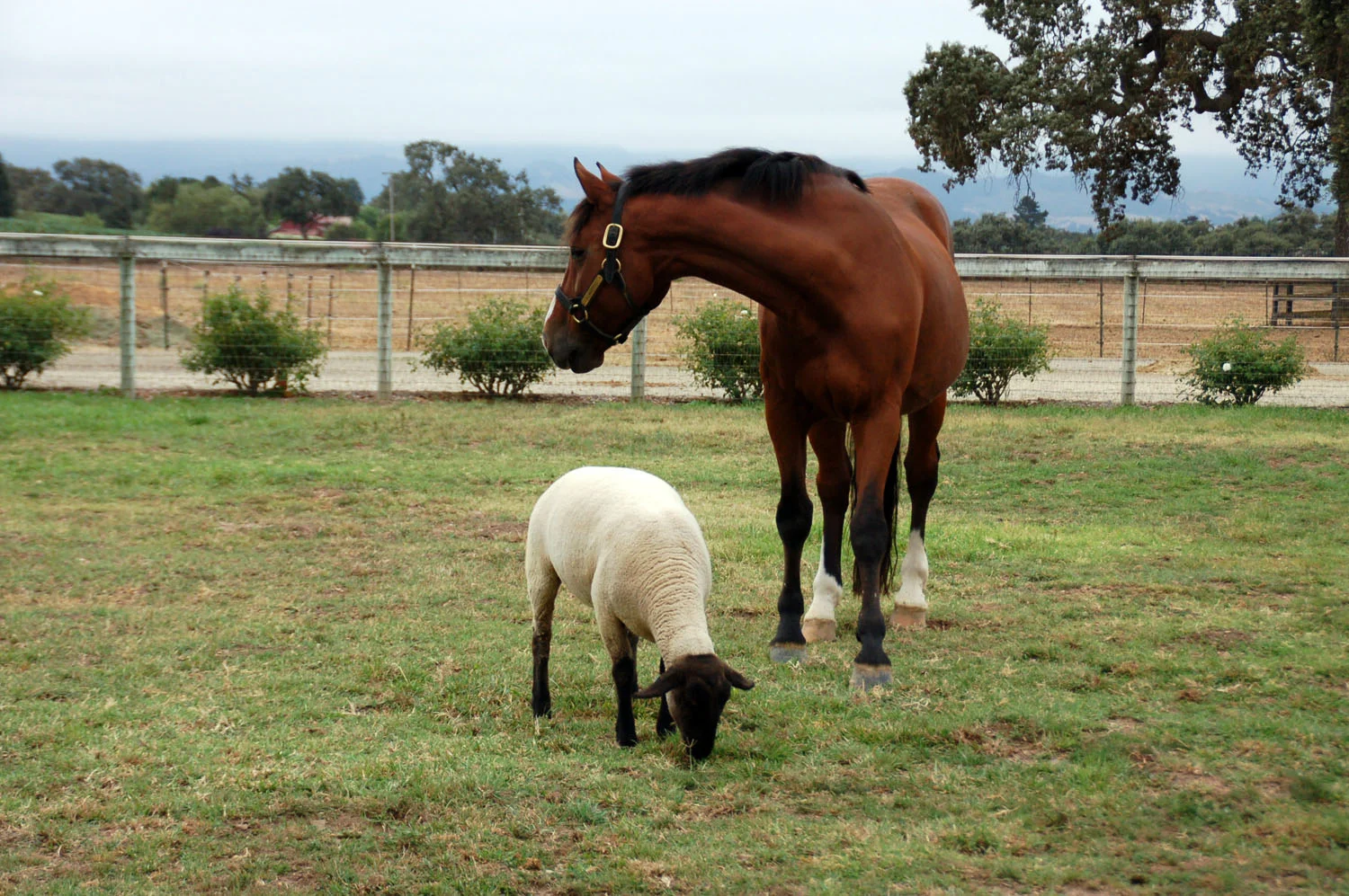 Alvaretto and Lam Lam, buddies to the end! On irrigated pasture.