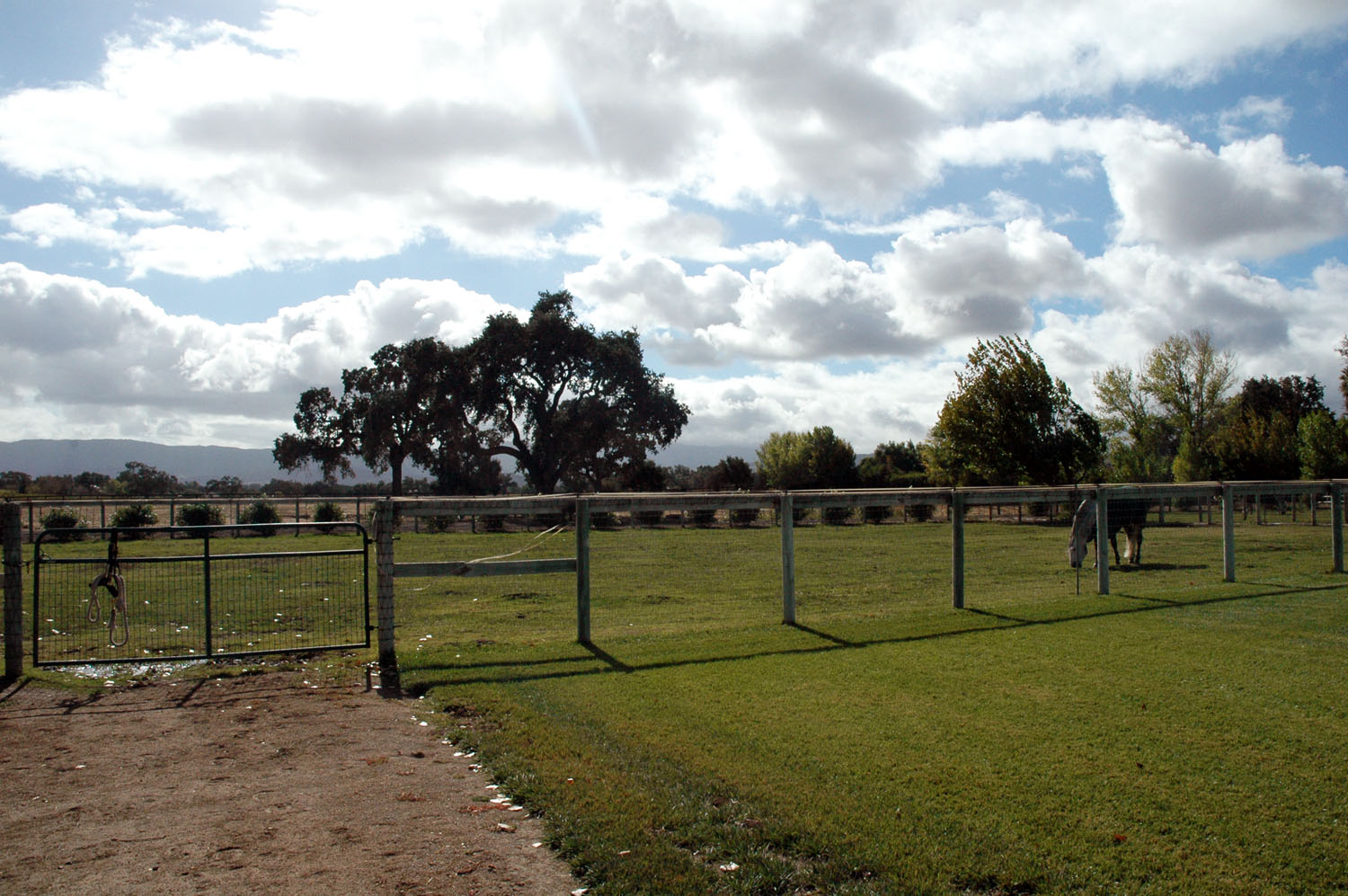 Irrigated Pasture