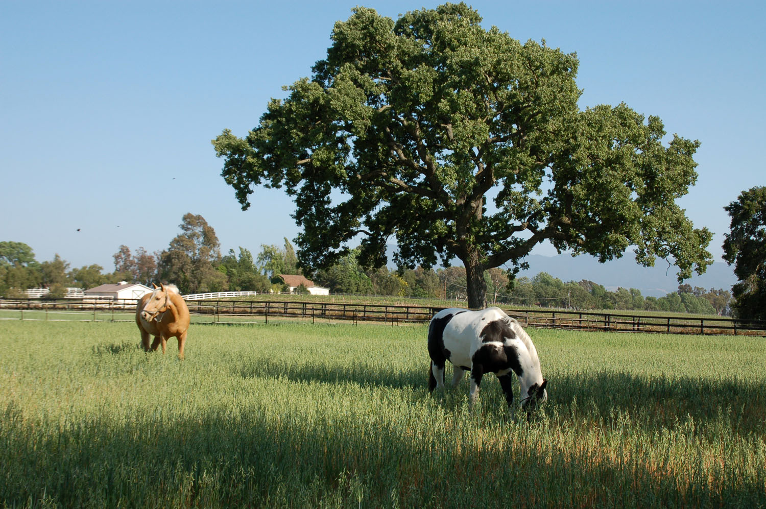 Two of our horses, Oro and Domino enjoying grass pasture made lush by the winter and spring rains.