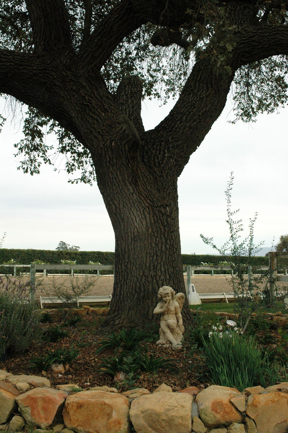 Angel-under-tree.jpg