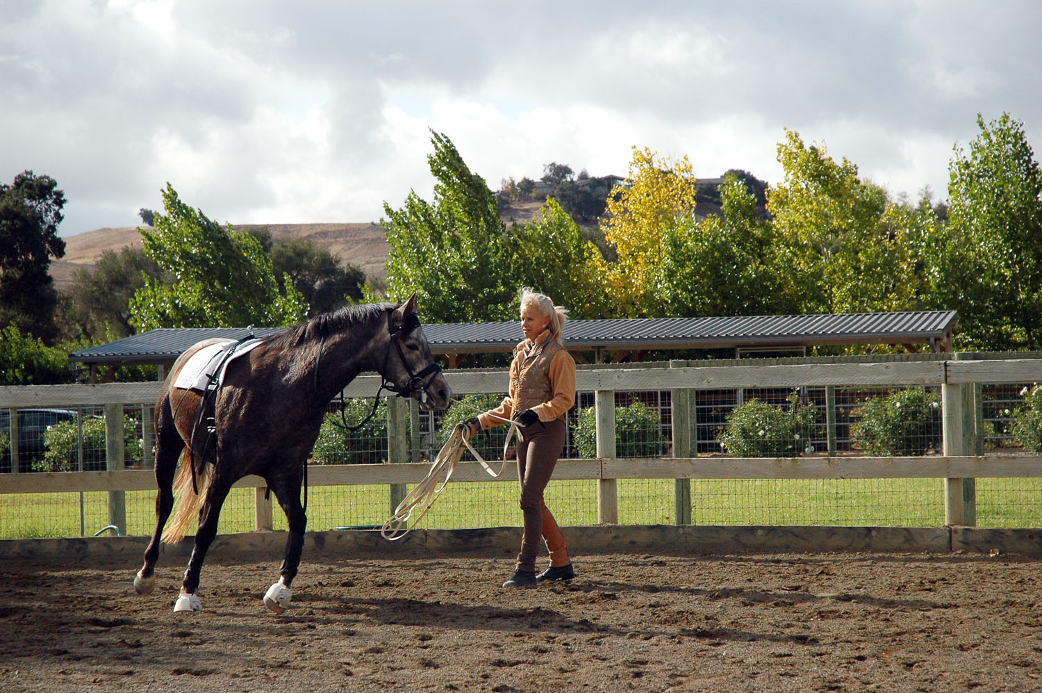 Round Pen in- hand work.