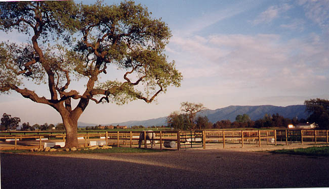 Angelsfarm eastpaddocks.jpg