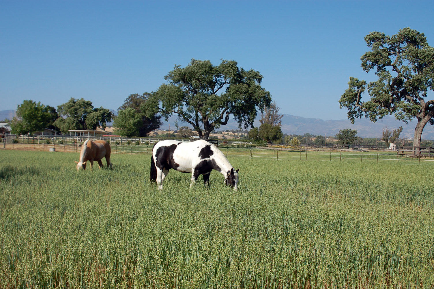 Pastures_0927.jpg