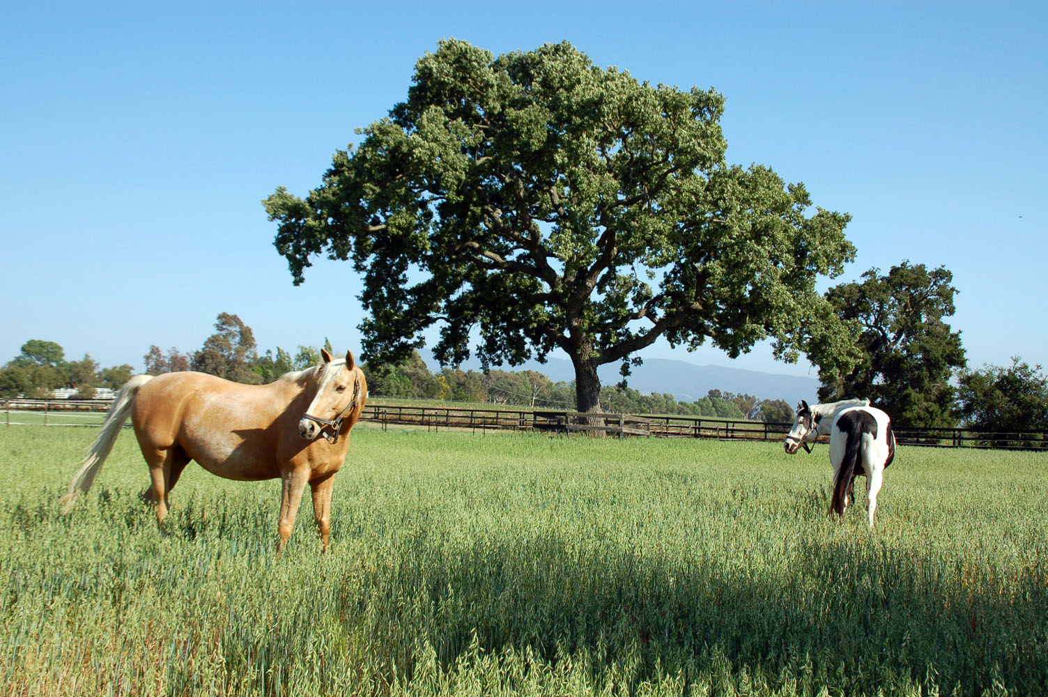 Pastures_0928.jpg