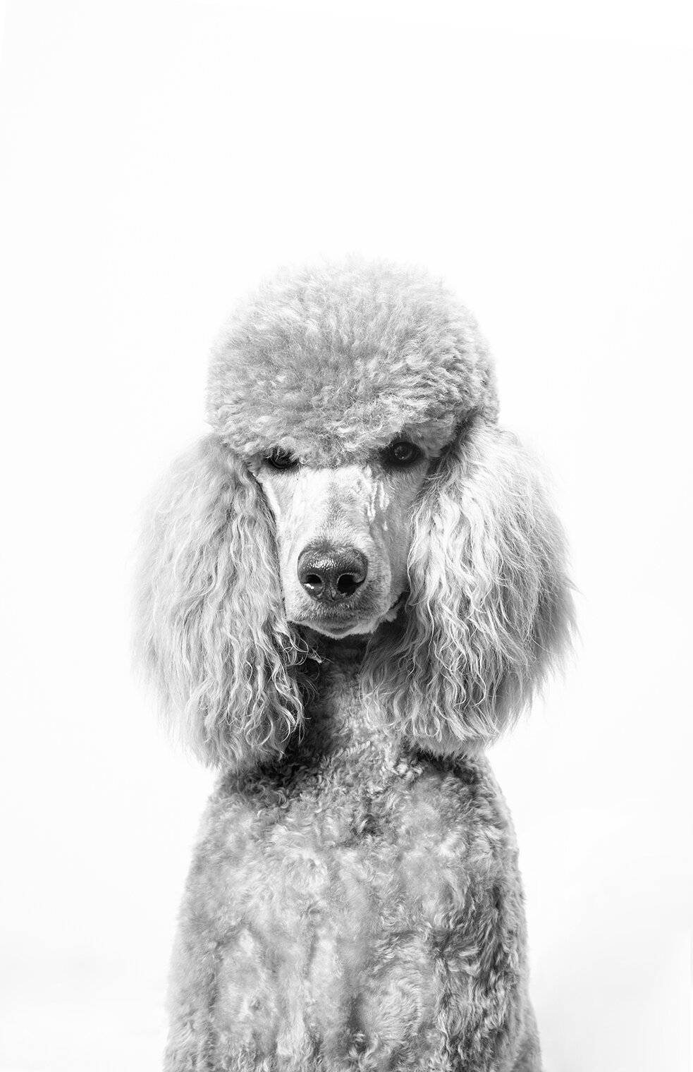 forfriskende anklageren slange Poodle Photo Print — Lynn Terry Photography