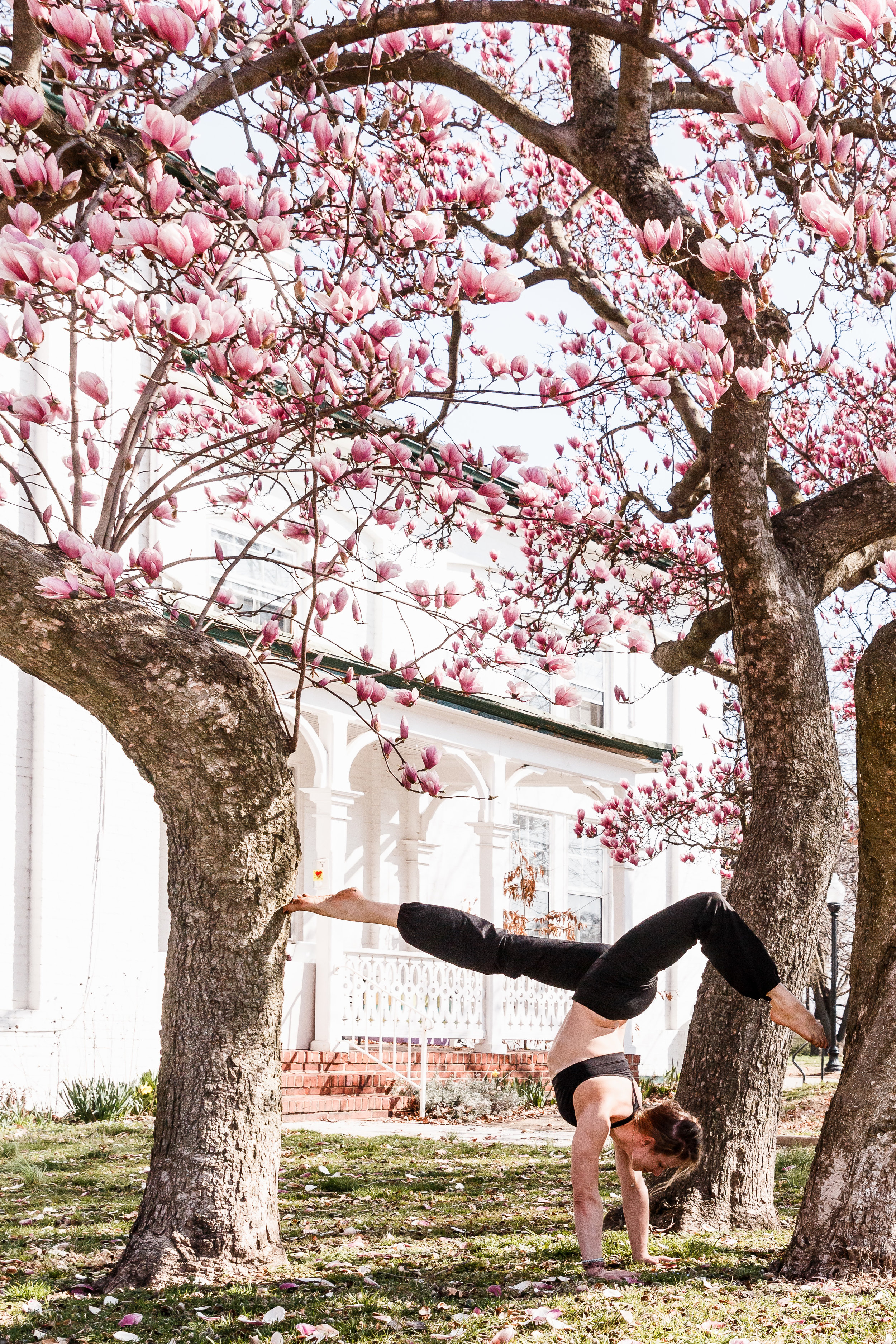 When the magnolia blossoms...