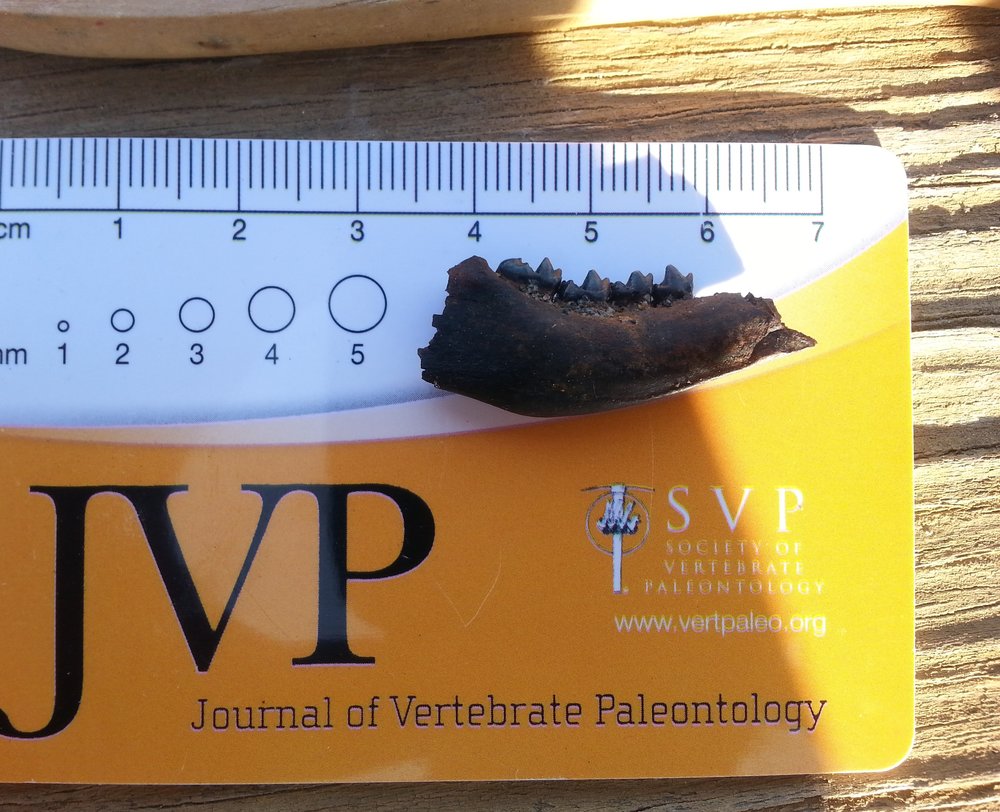 A mandible of the early Paleocene archaic ungulate mammal Mimatuta .