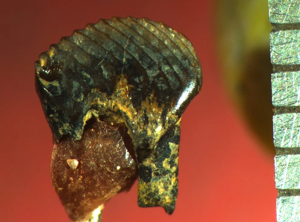A lower fourth premolar of Mesodma thompsoni .