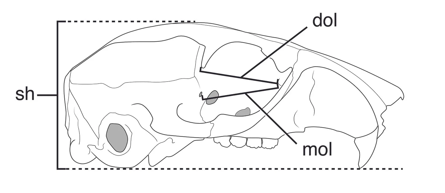 A few of the linear measurements I took on 429 skulls from 51 species of sciurids.