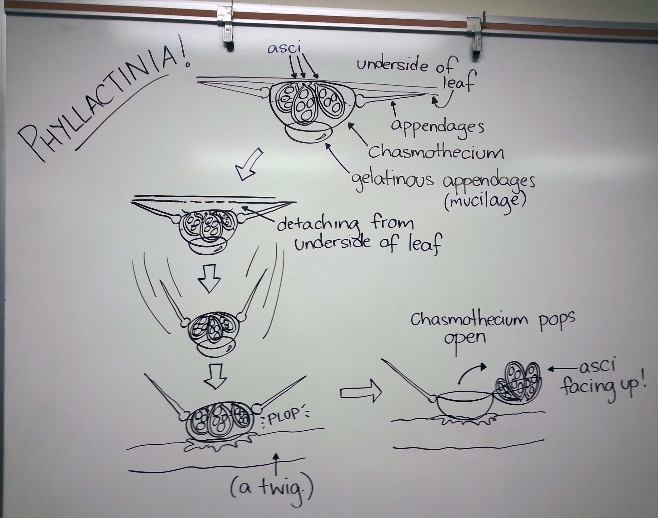  Dispersal of chasmothecia in  Phyllactinia  