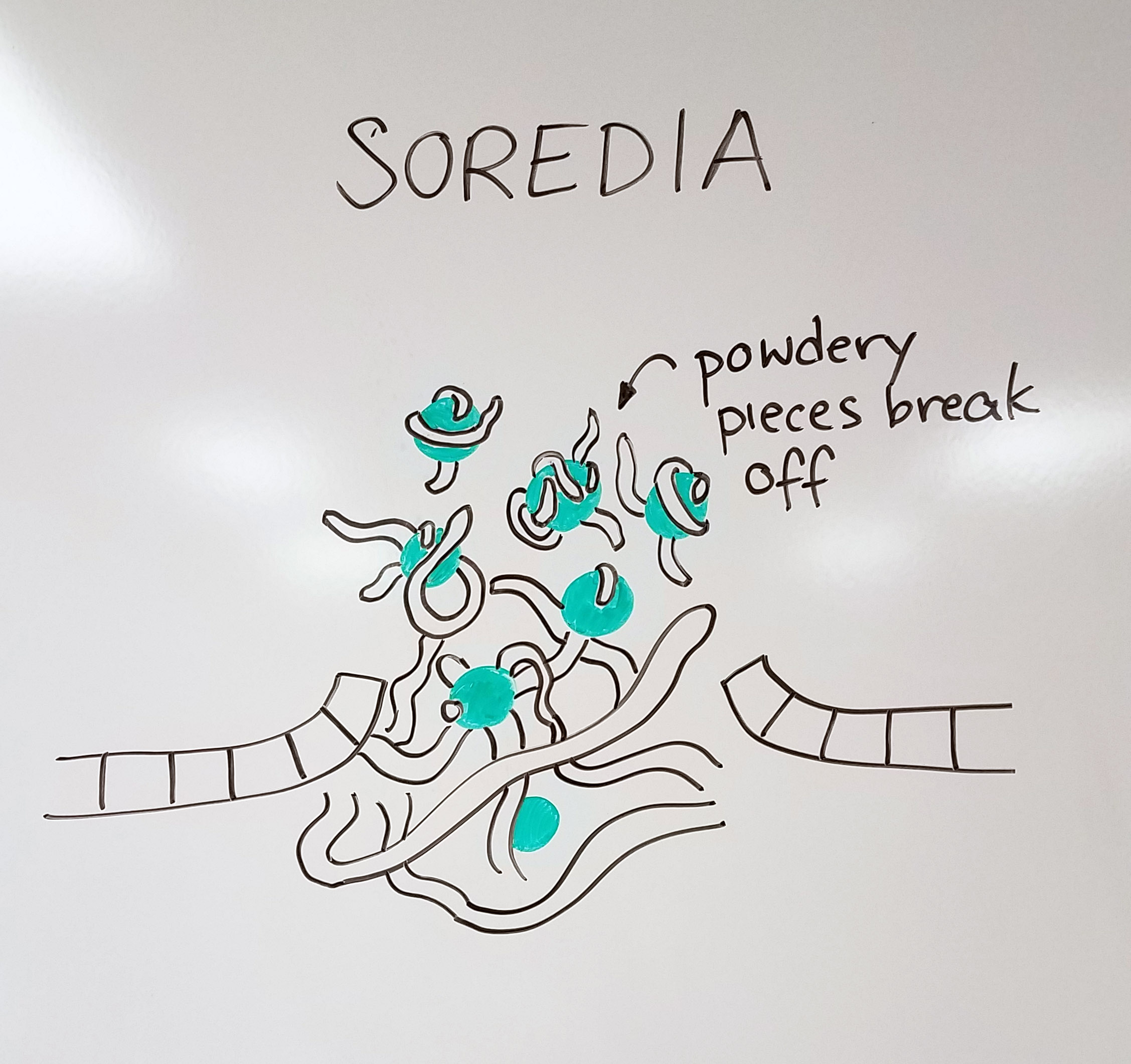  Close up of lichen reproductive structures II: soredia 
