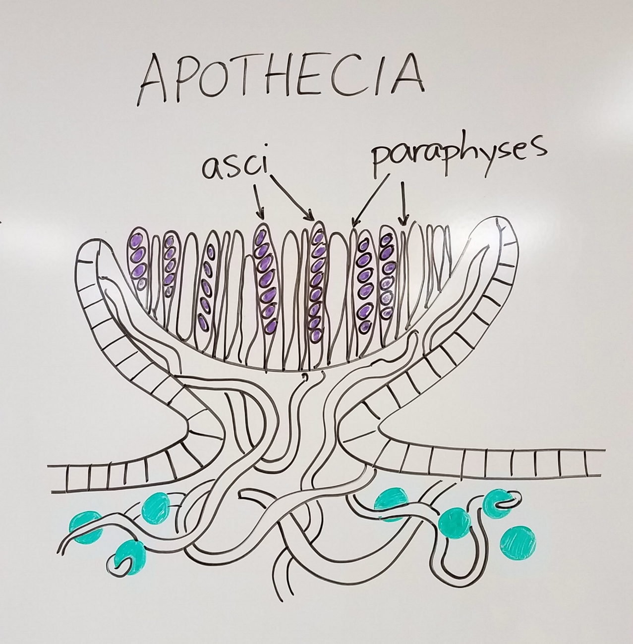  Close up of lichen reproductive structures III: apothecia 