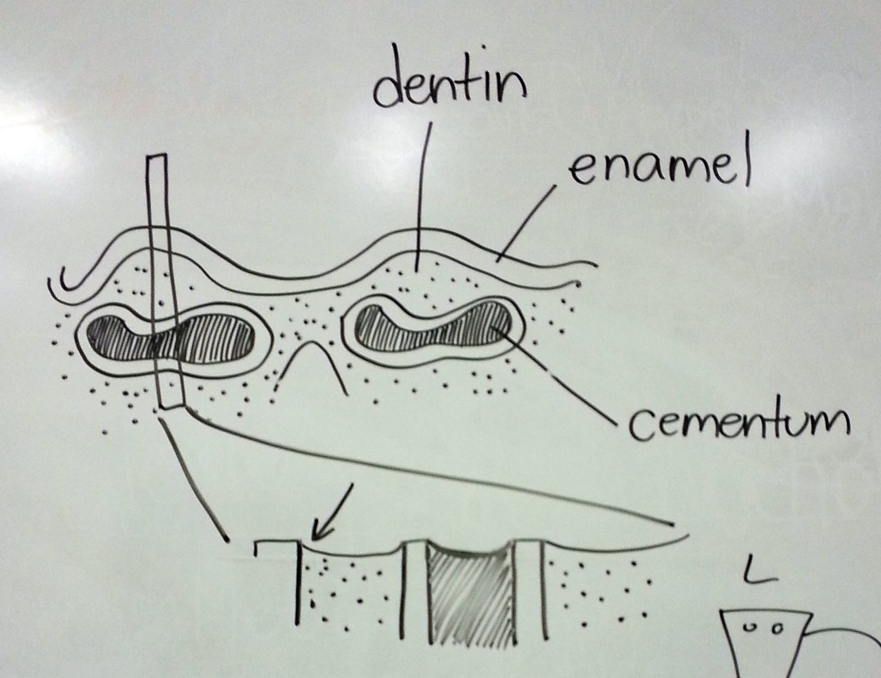  Auto-sharpening configuration of dental tissues in selenodont teeth 