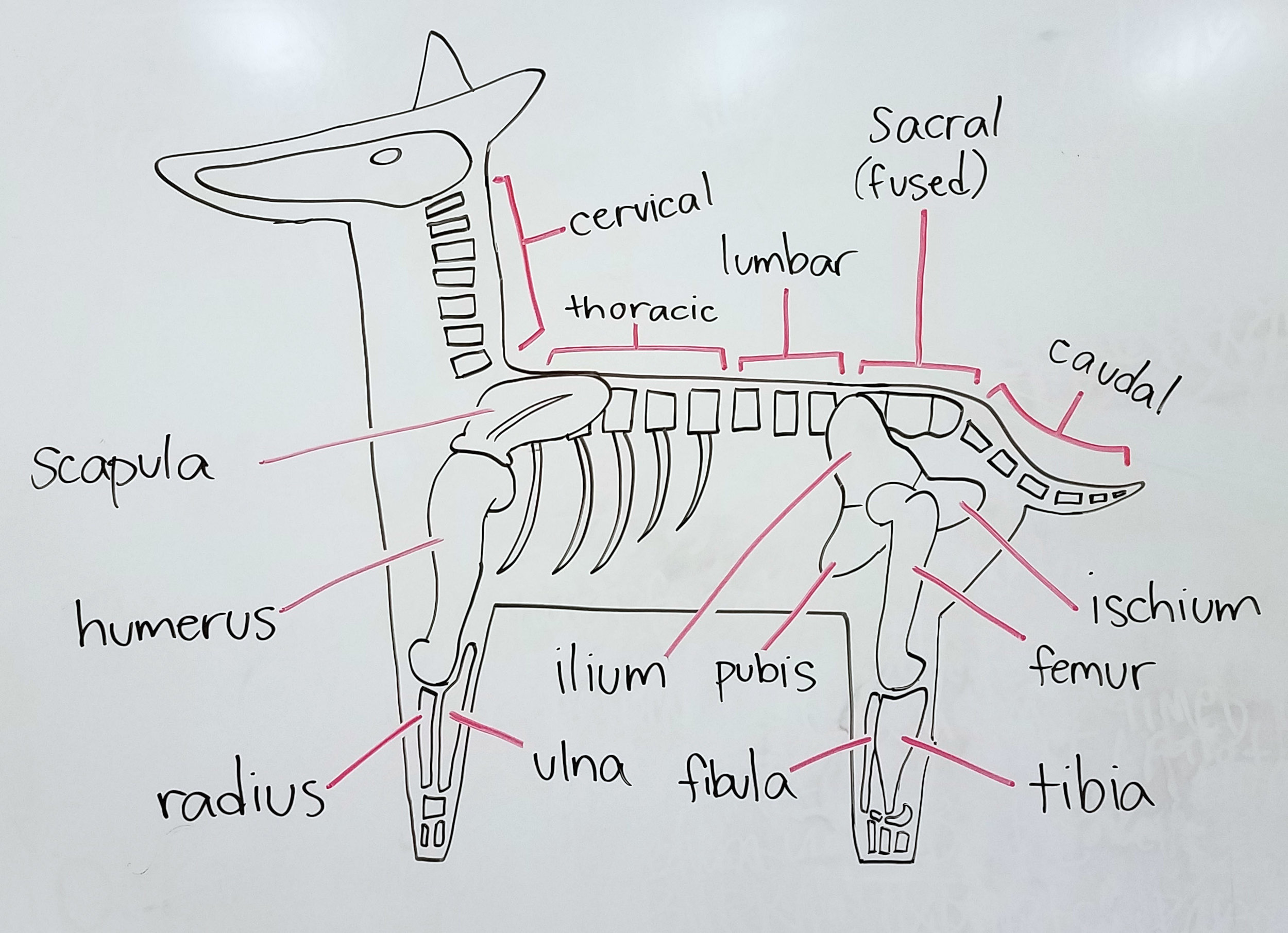 Diagrammatic representation of basic mammalian skeleton 